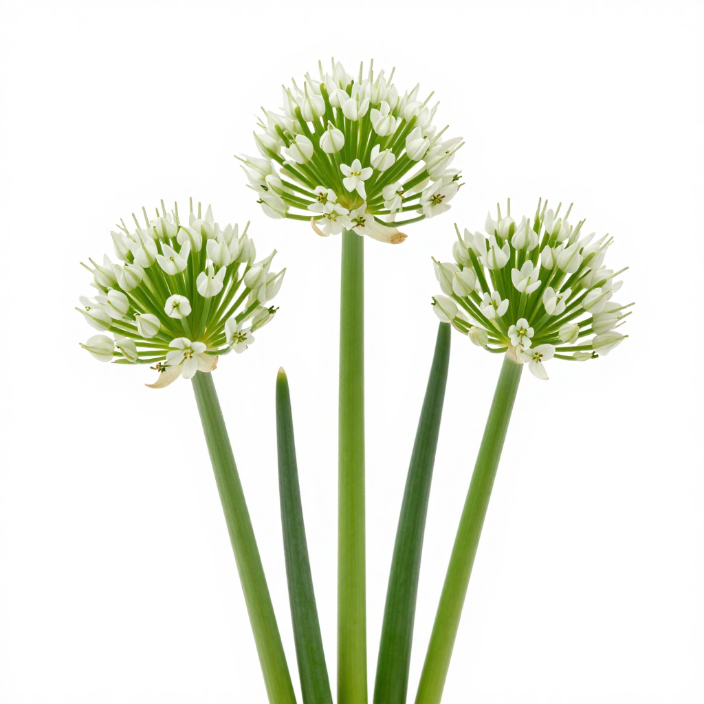 Onion Flower