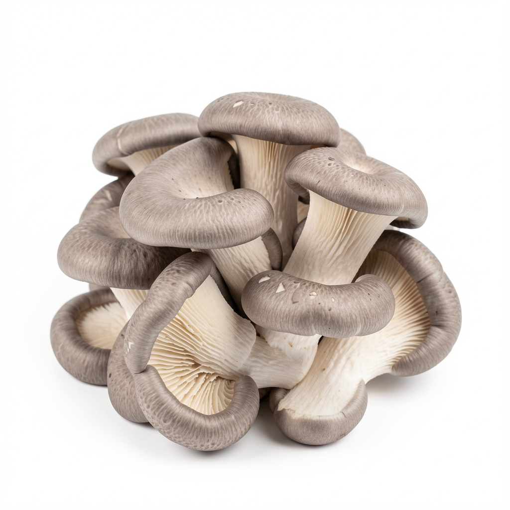 Oyster Mushroom